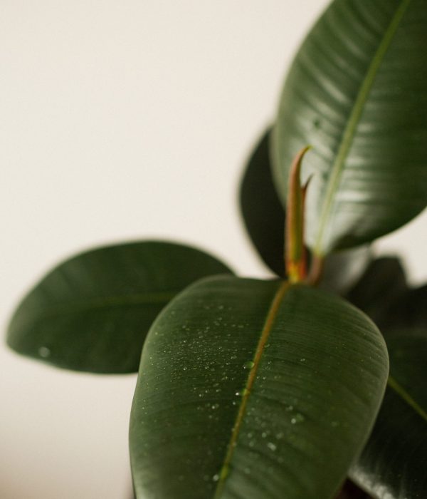 ficus elastica caoutchouc